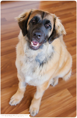 Leonberger Dogs for adoption in Eden Prairie, MN, USA