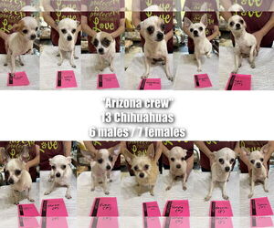 Chihuahua Dogs for adoption in Benton, LA, USA