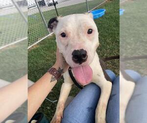 American Pit Bull Terrier-Unknown Mix Dogs for adoption in Louisville, KY, USA