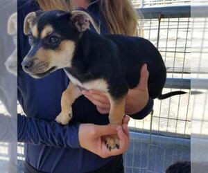 Dachshund Dogs for adoption in Pleasanton, CA, USA