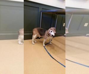 Beagle Dogs for adoption in Seven Valleys, PA, USA