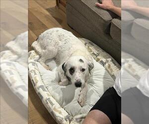 Great Pyrenees-Unknown Mix Dogs for adoption in Conroe, TX, USA