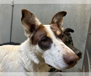 Australian Kelpie-Unknown Mix Dogs for adoption in Rancho Cucamonga, CA, USA
