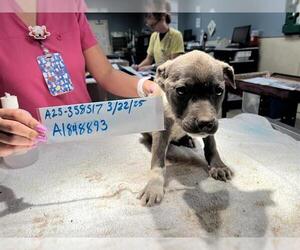 American Pit Bull Terrier-Unknown Mix Dogs for adoption in Riverside, CA, USA