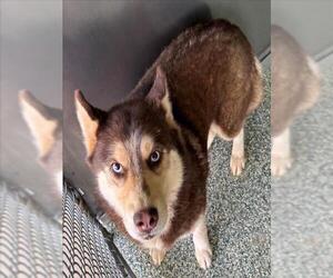 Siberian Husky-Unknown Mix Dogs for adoption in Salisbury, NC, USA