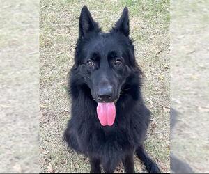 German Shepherd Dog-Unknown Mix Dogs for adoption in San Antonio, TX, USA