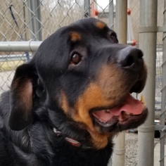 Medium Photo #1 Rottweiler Puppy For Sale in Aurora, OH, USA