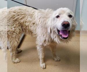 Great Pyrenees Dogs for adoption in Fort Collins, CO, USA