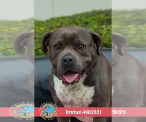 Bulldog-Unknown Mix Dogs for adoption in Mobile, AL, USA