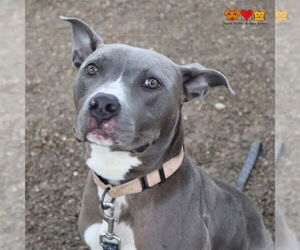 American Pit Bull Terrier Dogs for adoption in Center Township, PA, USA