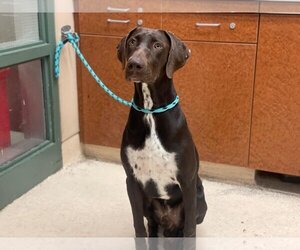 German Shorthaired Pointer Dogs for adoption in Rancho Cucamonga, CA, USA