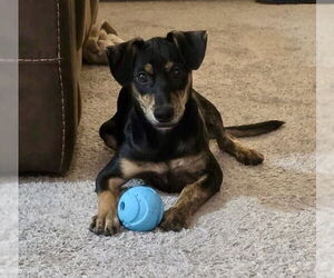 Doberman Pinscher-Retriever  Mix Dogs for adoption in Virginia Beach, VA, USA