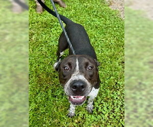 Pointer-Unknown Mix Dogs for adoption in Sparta, TN, USA