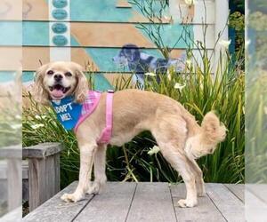 Cocker Spaniel Dogs for adoption in Pacific Grove, CA, USA