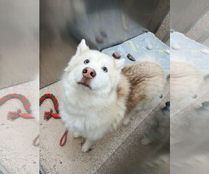 Alusky Dogs for adoption in Martinsburg, WV, USA