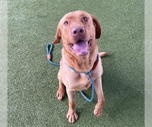 Labrador Retriever Dogs for adoption in Waco, TX, USA