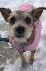 Border Terrier Dogs for adoption in St. Cloud, MN, USA