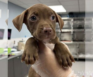 Labrador Retriever-Retriever Mix Dogs for adoption in Washington, DC, USA