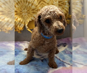 Poodle (Toy) Dogs for adoption in Pacolet, SC, USA