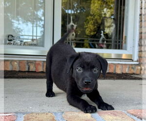 Labrador Retriever-Unknown Mix Dogs for adoption in Pensacola, FL, USA