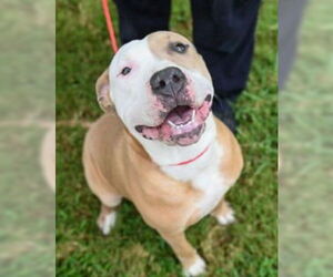 American Pit Bull Terrier Dogs for adoption in Glen Allen, VA, USA