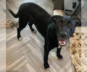 Mutt Dogs for adoption in Placerville, CA, USA