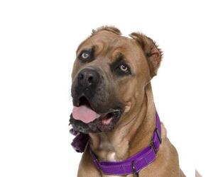 Mutt Dogs for adoption in Santa Barbara, CA, USA