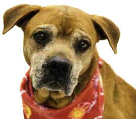 Labrador Retriever-Unknown Mix Dogs for adoption in DeLand, FL, USA