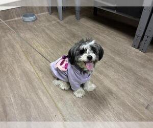 Mutt Dogs for adoption in Pasadena, CA, USA