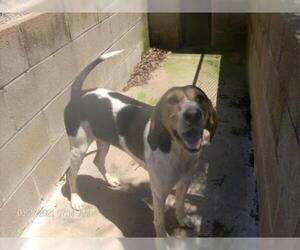 Treeing Walker Coonhound Dogs for adoption in KELLYVILLE, OK, USA