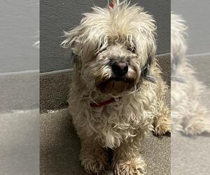 Maltese-Unknown Mix Dogs for adoption in Las Vegas, NV, USA