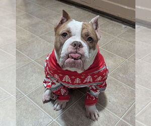 Bulldog-Unknown Mix Dogs for adoption in St. Louis Park, MN, USA