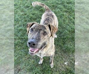 American Pit Bull Terrier-Unknown Mix Dogs for adoption in Bakersfield, CA, USA