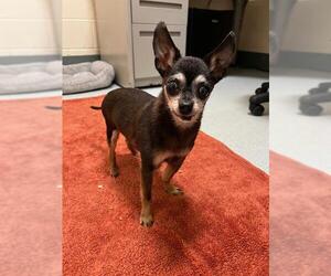 Chihuahua Dogs for adoption in Boston, MA, USA