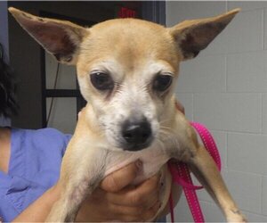 Chihuahua Dogs for adoption in Augusta, GA, USA