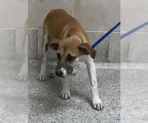 Labrador Retriever Dogs for adoption in Conroe, TX, USA