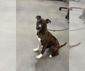 Mutt Dogs for adoption in Forestville, MD, USA