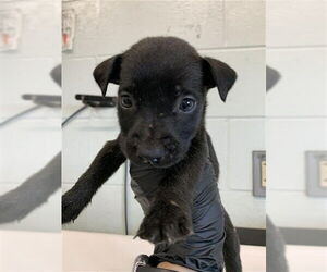 Labrador Retriever Dogs for adoption in Corpus Christi, TX, USA