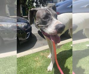 Great Dane Dogs for adoption in Santa Monica, CA, USA
