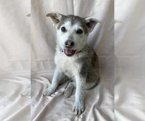 Siberian Husky-Unknown Mix Dogs for adoption in Palo Alto, CA, USA