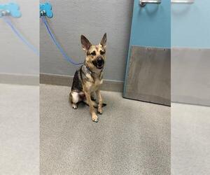German Shepherd Dog-Unknown Mix Dogs for adoption in Las Vegas, NV, USA