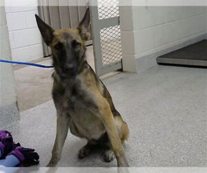 Mutt Dogs for adoption in Pasadena, TX, USA