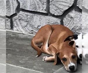 Boxador Dogs for adoption in Whitestone, NY, USA