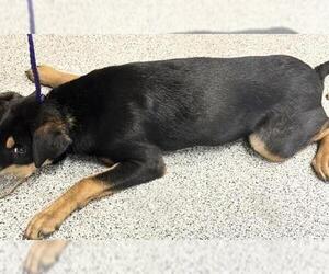Doberman Pinscher-Unknown Mix Dogs for adoption in Houston, TX, USA