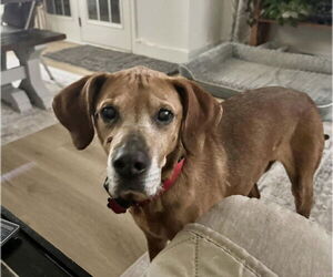 Mutt Dogs for adoption in Greenville, SC, USA