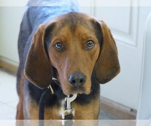 Black and Tan Coonhound Dogs for adoption in Greenbelt, MD, USA