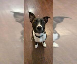 American Staffordshire Terrier-Unknown Mix Dogs for adoption in San Antonio, TX, USA
