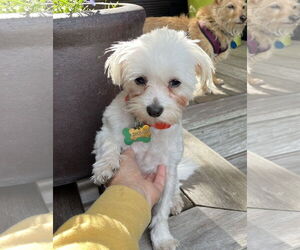 Maltese Dogs for adoption in Bellevue, WA, USA