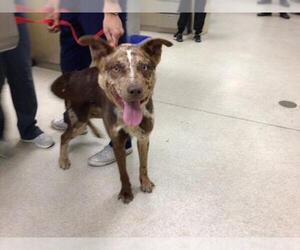Siberian Husky-Unknown Mix Dogs for adoption in Riverside, CA, USA
