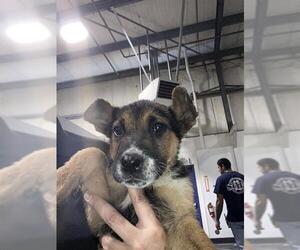 German Shepherd Dog Dogs for adoption in Bakersfield, CA, USA